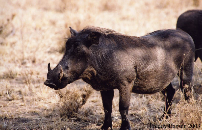 common warthog. Common warthog. Phacochoerus