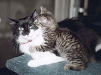 Allegra nibbling Charlie