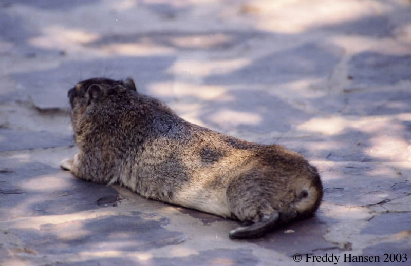 Hyrax