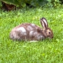 Bunny Anxiety